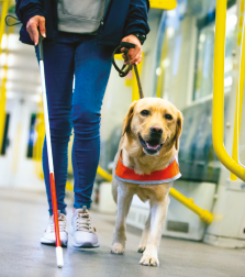 La fotografia mostra, allâ€™interno di un vagone della metropolitana, le gambe di un giovane con bastone bianco e un cane guida che percorrono insieme il vagone. 